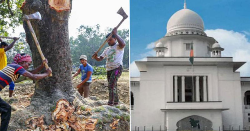 গাছ কাটতে লাগবে অনুমতি: হাইকোর্ট