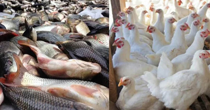 দেশি মুরগি ৬০০, রুই ৪০০—বাজারের চাপে ভরসা ব্রয়লারেই!
